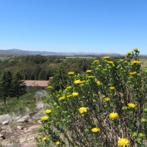 Yellow flowers at the entrance of the Parque Provincial Ernesto Tornquist